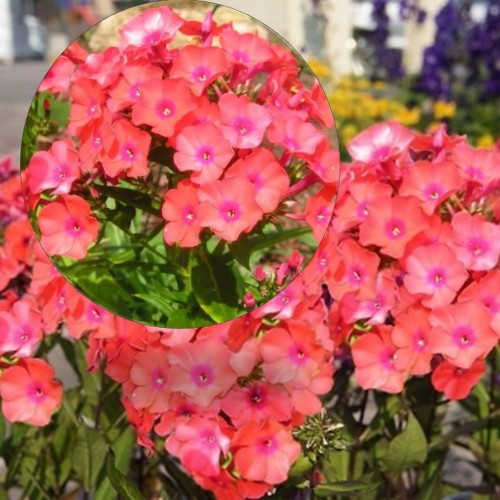 Phlox paniculata 'Adessa® Orange' - Aed-leeklill 'Adessa® Orange'